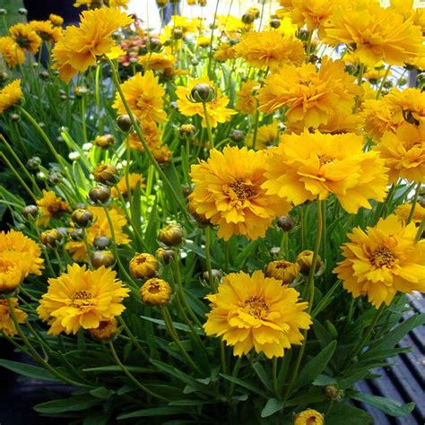 full sun flowers home depot|full sun bushes for sale.